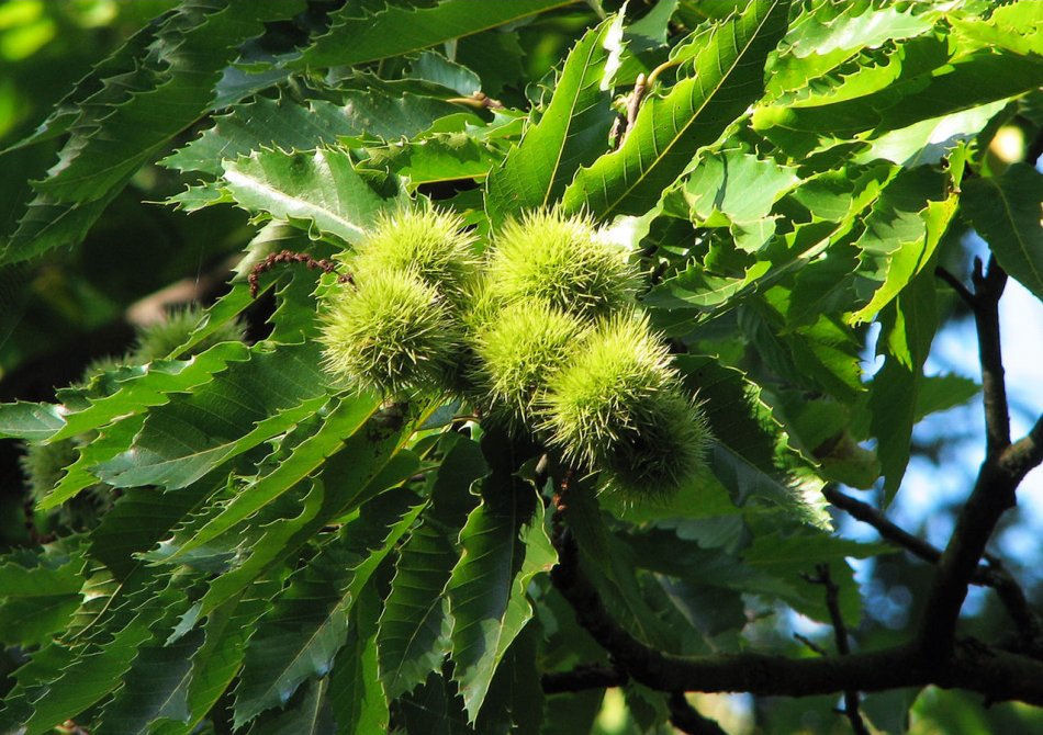 Inheems vs. Exotisch: The Difference in Natural Occurrence